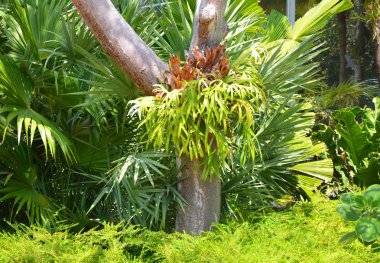 Platycerium fern ağaç üzerinde