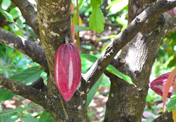 Frutos de cacao creciendo en el árbol — Foto de Stock