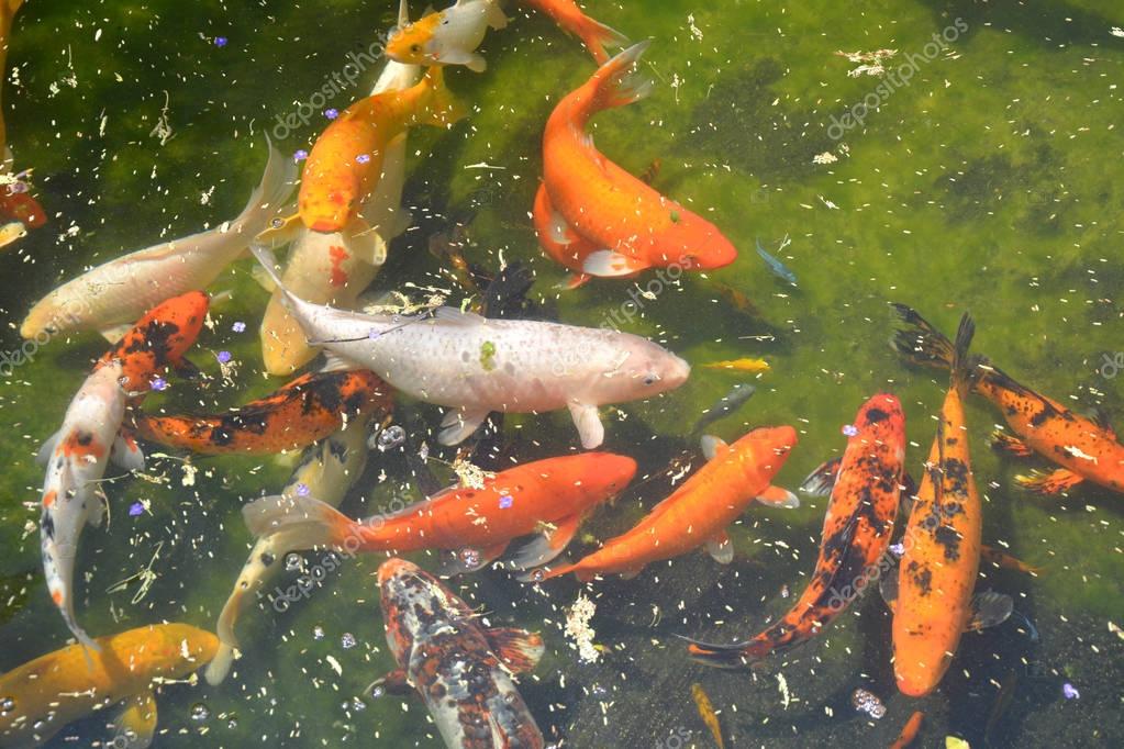 Fotos: pez koi | pez koi en estanque — Foto de stock © Studiobarcelona