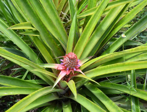 Pineapple pink flower — Stock Photo, Image