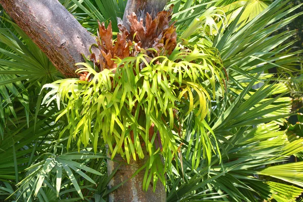 Paproć tropikalna Platycerium na drzewo — Zdjęcie stockowe