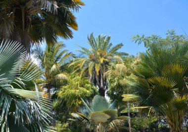 Palmiye ağaçları çeşitleri