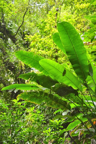 Regnskog i Dominica — Stockfoto