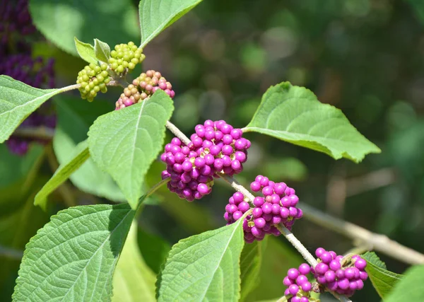 Mor beautyberry bitki