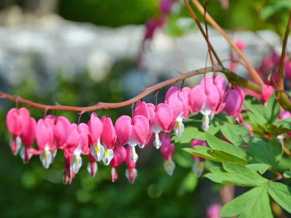 Blutende Herzen Blumen — Stockfoto