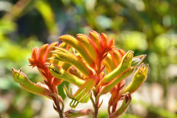 Australian Kangaroo paw — Stock Photo, Image