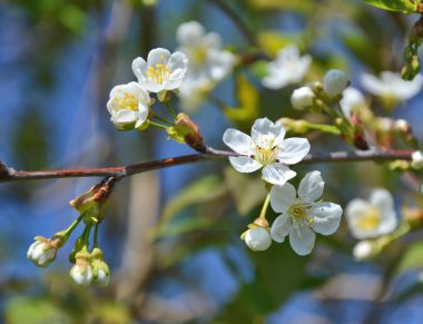 kiraz çiçeği ağacı