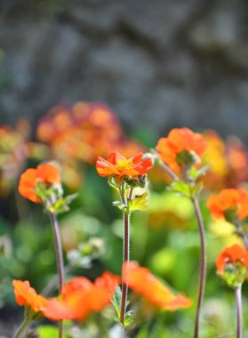 Turuncu avens çiçek 