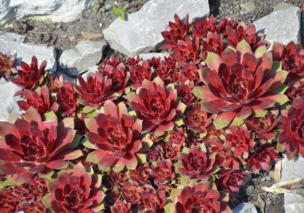 Red Sempervivum succulent plants — Stock Photo, Image