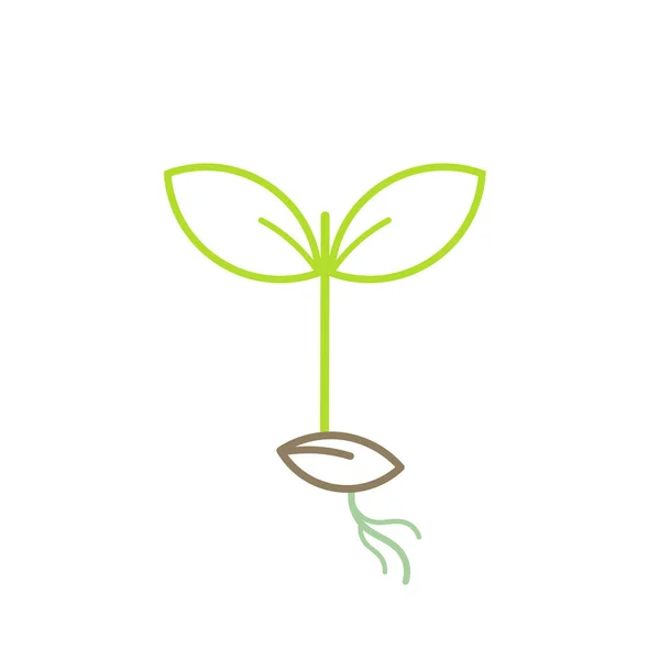 Groene plant zaailing — Stockvector