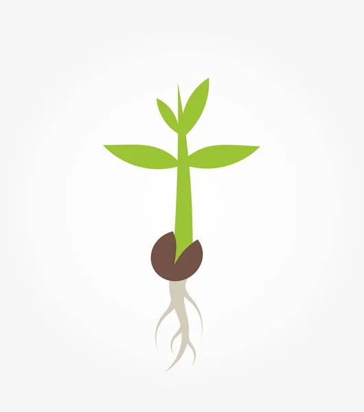 Φυτό σπορόφυτο τη βλάστηση — Διανυσματικό Αρχείο