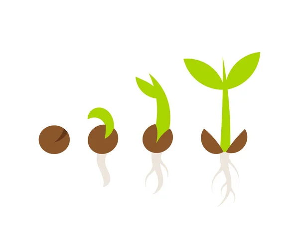 Estágios de germinação vegetal — Vetor de Stock