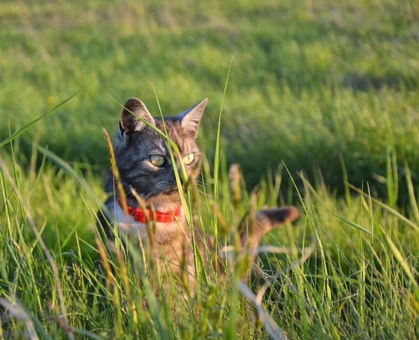 Katze im Gras — Stockfoto