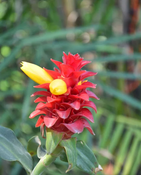 Red ginger flower — Stock Photo, Image