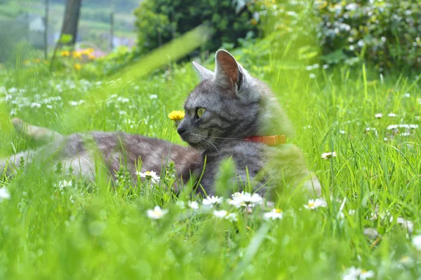 Katze entspannt sich im Gras — Stockfoto