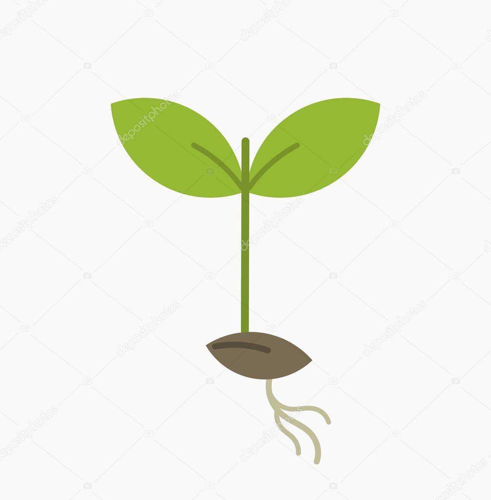 Little plant seedling