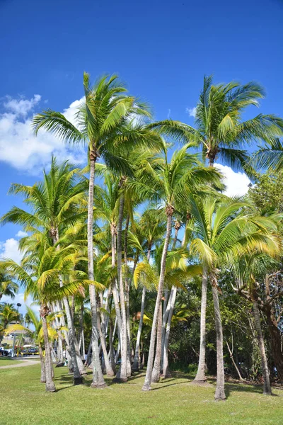 Palmy w Miami — Zdjęcie stockowe