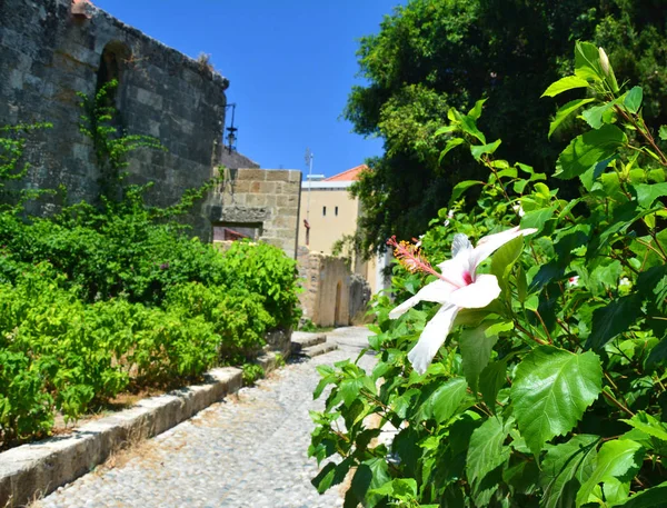 White hibiscus flower in old town Rhodes — Stock Photo, Image