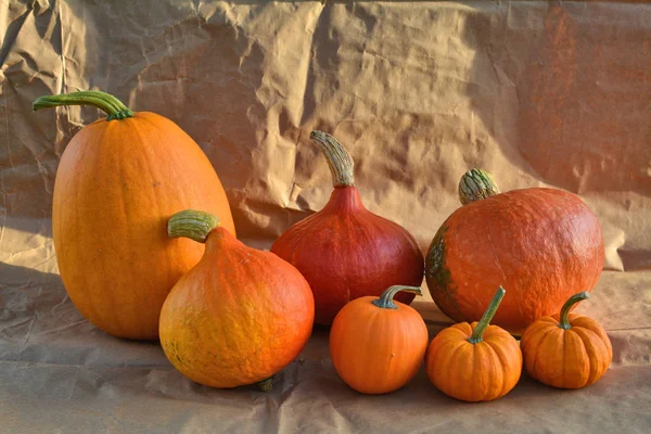Turuncu kabak farklı çeşitleri