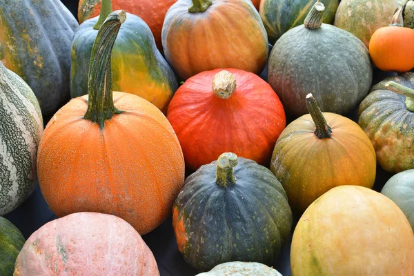 Autumn pumpkins and squashes — Stock Photo, Image