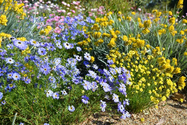 Parterres de fleurs à Kings Park à Perth — Photo