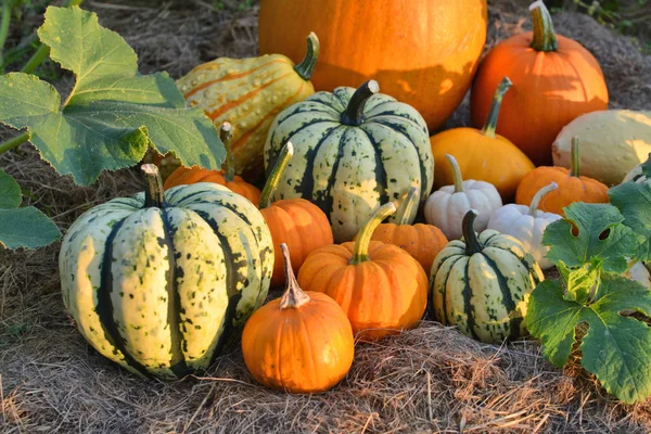 Pumpkins and sqashes — Stock Photo, Image