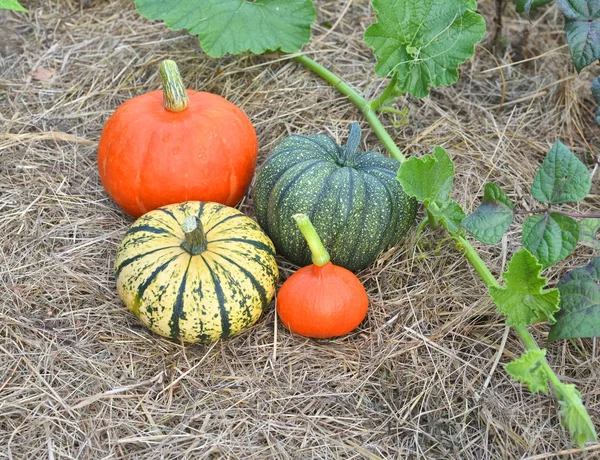 Winter squashes and pumpkins harvested — Stock Photo, Image