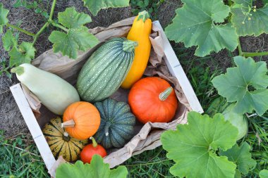 Taze kabak ve squashes kutusu
