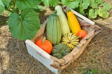 Taze kabak ve squashes kutusu