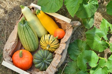 Taze kabak ve squashes kutusu