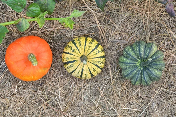 Winter pompoenen en pompoenen in tuin — Stockfoto