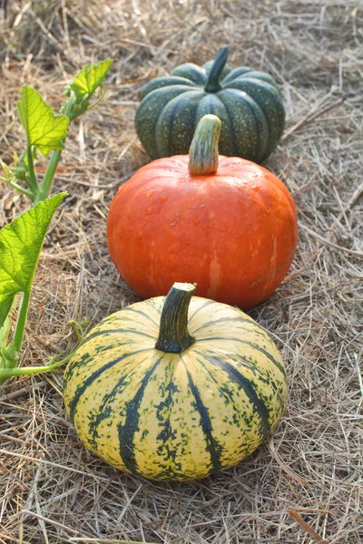 Calabazas de invierno sobre paja —  Fotos de Stock