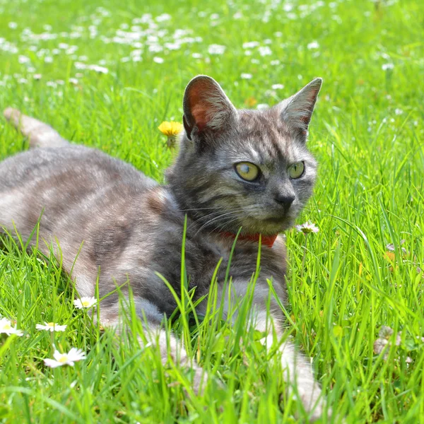 Katze entspannt sich im Gras — Stockfoto