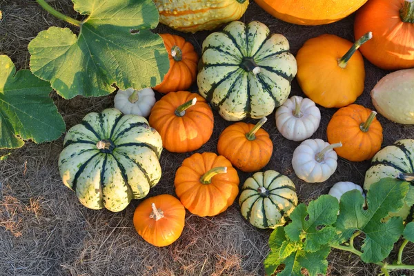 Fresh harvest of pumpkins and squashes — Stock Photo, Image