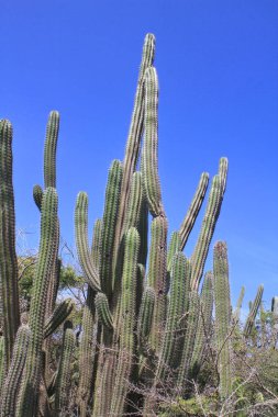 Kaktüs Aruba Island