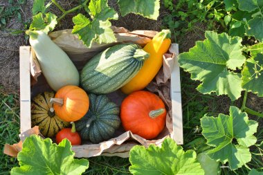 Kabaklar ve squashes hasat