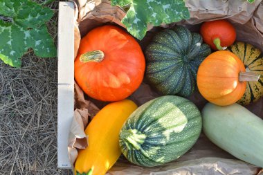 Kabaklar ve squashes hasat kutusu
