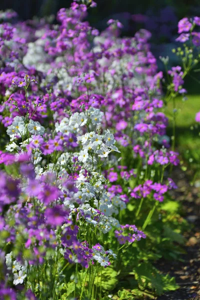 Printemps Primula malacoides Fleurs de sucette — Photo