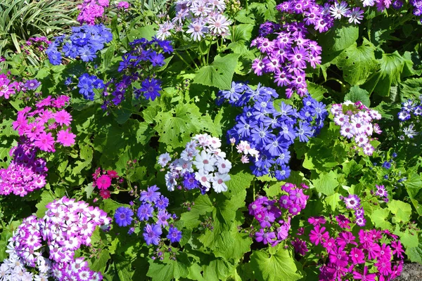 Квіти цинерії в різних кольорах — стокове фото