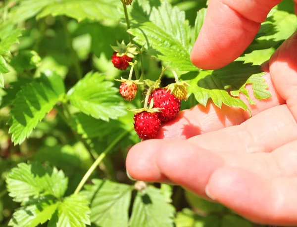 Picking up wild strawberries — Stock Photo, Image