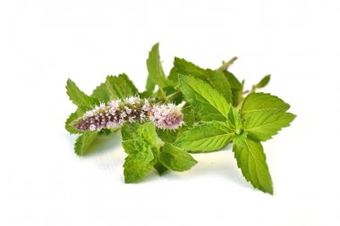 Beyaz üzerinde taze nane yaprakları