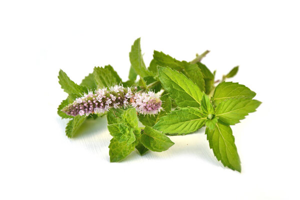 Fresh mint leaves on white