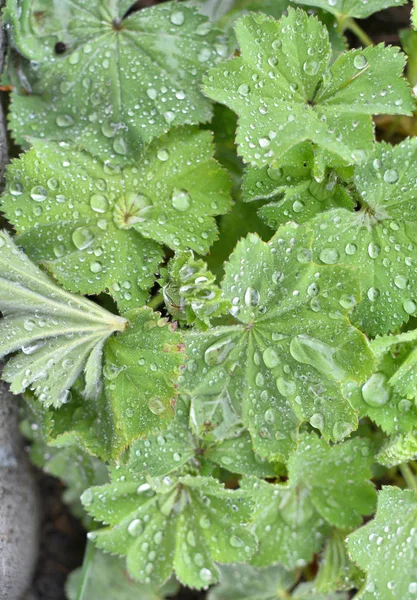 Bayan manto Alchemilla bitki — Stok fotoğraf