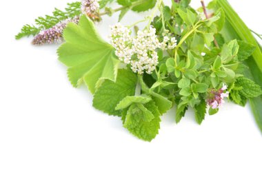 Taze yeşil otlar izole