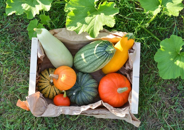 Pompoenen en pompoenen — Stockfoto