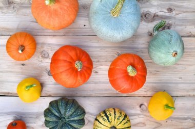Kabaklar ve squashes farklı çeşitleri