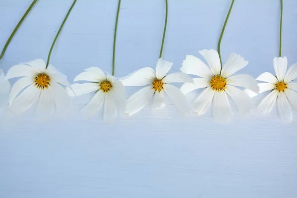 Weiße Blumen auf weißem Hintergrund — Stockfoto