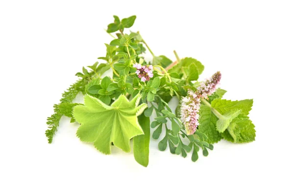 Čerstvé zelené bylinky, samostatný — Stock fotografie