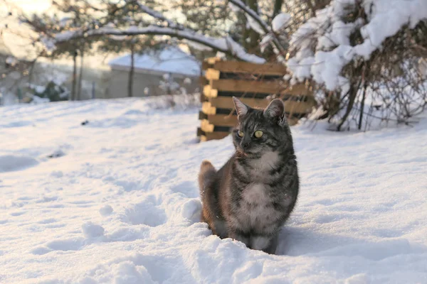 Um gato cinzento no jardim de neve . — Fotografia de Stock