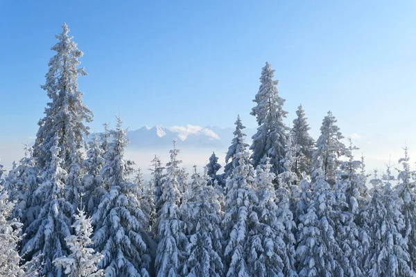Árboles de invierno cubiertos de nieve y montañas de Tatra paisaje . — Foto de Stock